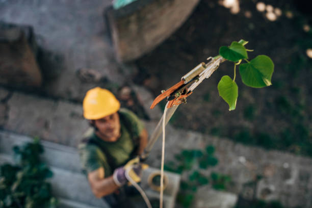 Why Choose Our Tree Removal Services in Port Norris, NJ?