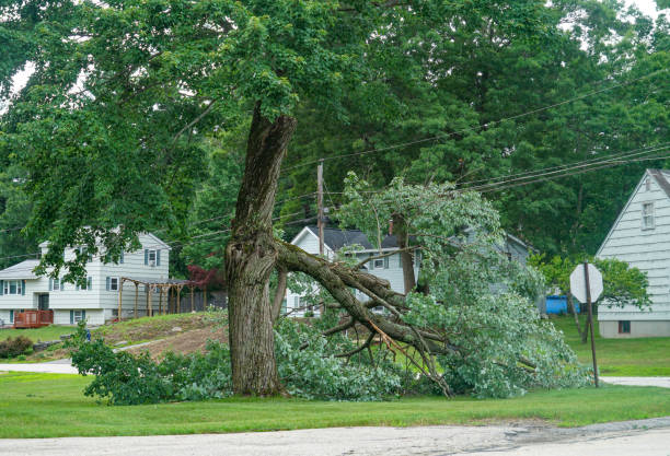 Port Norris, NJ  Tree Services Company