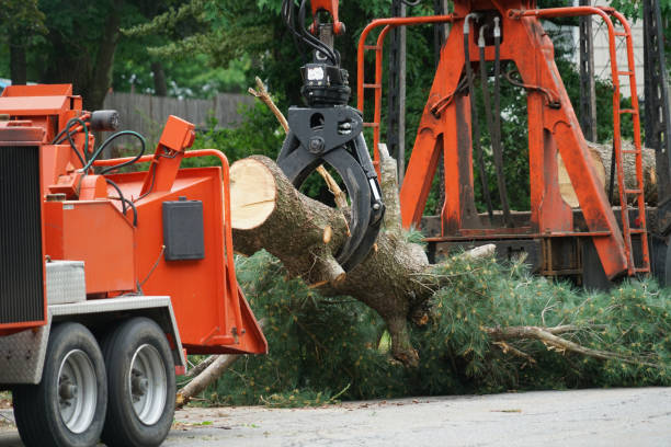 Best Storm Damage Tree Cleanup  in Port Norris, NJ